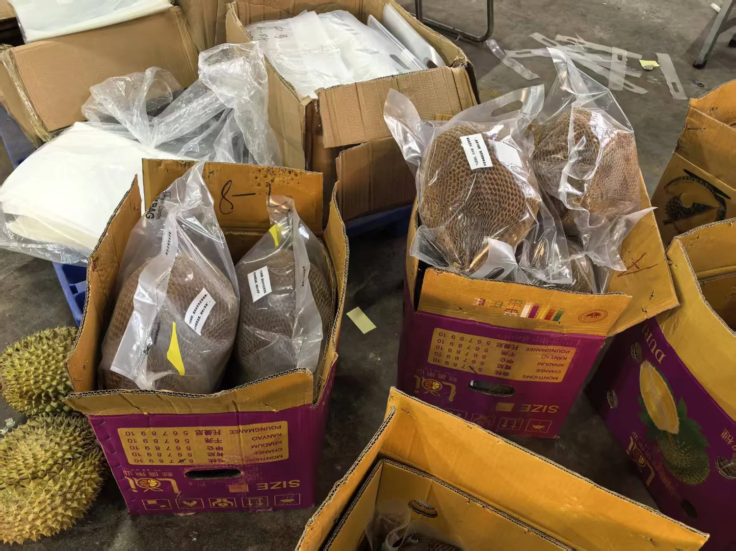 榴莲长途运输控鲜包装现场